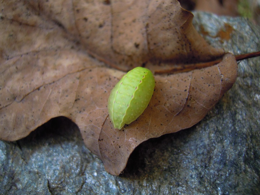 Pupa di farfalla o altro? Larva: Apoda limacodes - Limacodidae